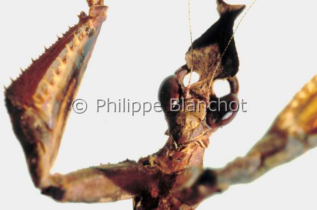Stenophylla sp.JPG - Colombie, Dictyoptera, Acanthopidae, Mante (Stenophylla sp), portrait 